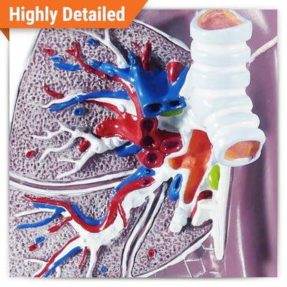 GPI Anatomicals Lung Model - style: Lung Model
