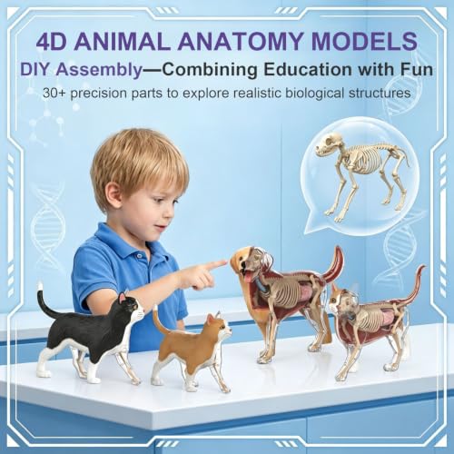 4D Vision Dog Anatomy Model, 34 Removable Parts, Detailed Display Model - size: Dog Model