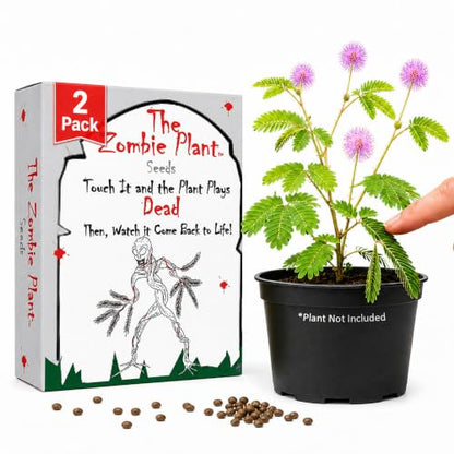 Zombie Plant Seed Packets – Grow a Live Sensitive Plant that Plays Dead When Touched! Indoor Plant Seeds & Educational STEM Activity | House Plant Seeds | Unique Garden Seeds – 2 Pack - style: Indoor Planting - 2 Pack