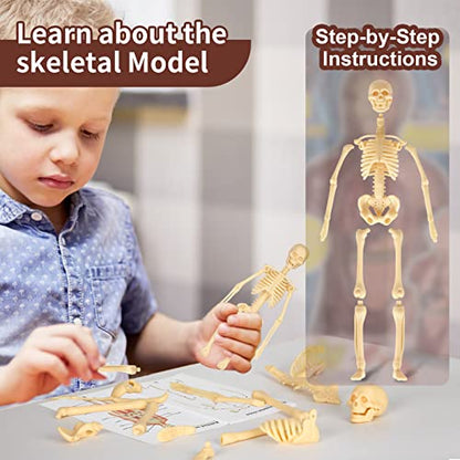 Human Body Model, 8 Pcs Removable with Skeleton Model for Kids