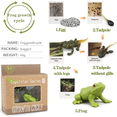Mbrain5pcs Frog Growth Cycle with Flash Cards,Life Cycle Learning & Education Toys,Montessori Toys,Gift for Girl & Boy for 3 4 5 6 7 Year Old (Frog) - color: Frog