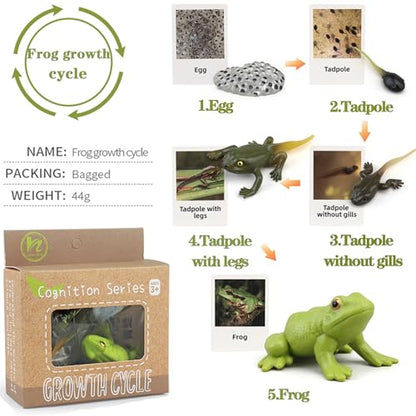 Mbrain5pcs Frog Growth Cycle with Flash Cards,Life Cycle Learning & Education Toys,Montessori Toys,Gift for Girl & Boy for 3 4 5 6 7 Year Old (Frog) - color: Frog