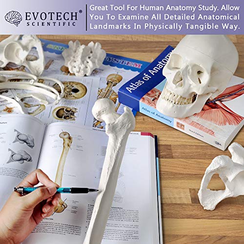 Disarticulated Human Skeleton Model for Anatomy 67 inch High, Full Size