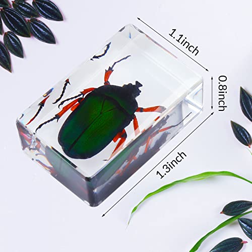 40 Pcs Insect in Resin Specimen Bugs Collection Paperweights Real Bugs in Resin Various Insect Specimen for Kids Scientific Educational Supplies