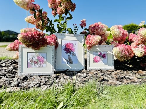 Aine A1009 Peonies. Delight Counted Cross Stitch Kit 7 x 6 in - size: Peonies. Delight