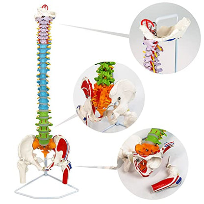 NEW HORIZON Scientific 34" Life Size Spinal Cord Model With Vertebrae, Nerves, Arteries, Lumbar Column, and Male Pelvis - Includes Stand (Good After-Sales)