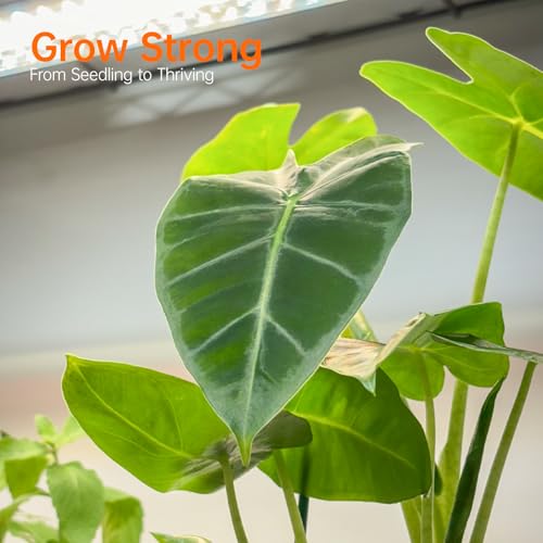 Bstrip Indoor Greenhouse with Grow Light, 35.4x13.8x59in - color: transparent, size: 59" H x 13.8" W x 35.4" L