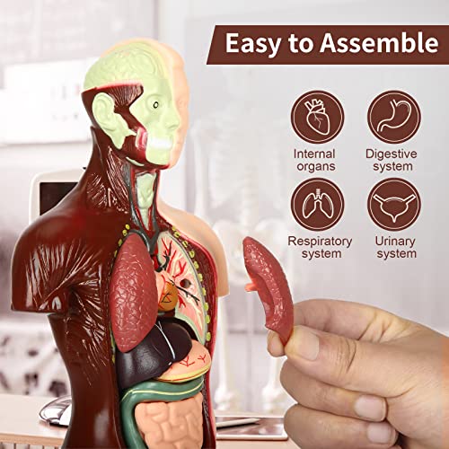 Human Body Model, 8 Pcs Removable with Skeleton Model for Kids