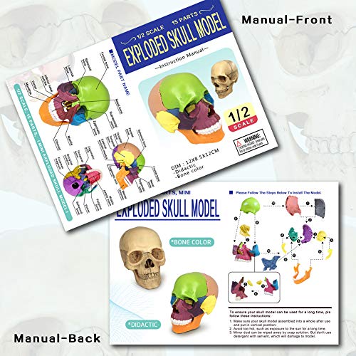 2026 New 15 Parts Palm-Sized Human Skull Model, Anatomy Exploded Skull