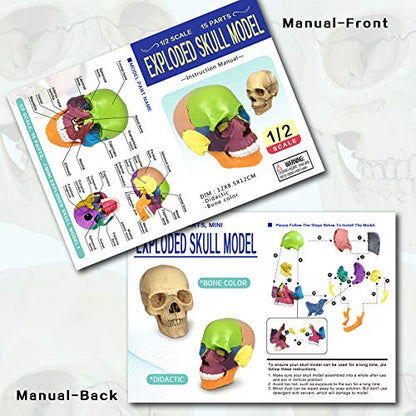 2026 New 15 Parts Palm-Sized Human Skull Model, Anatomy Exploded Skull