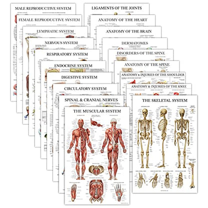 19 Pack - Anatomical Posters - Laminated - Muscular, Skeletal, Digestive, Respiratory, Circulatory, Endocrine, Lymphatic, Male & Female, Nervous, Spinal Nerves, Anatomy Charts - 18" x 24"