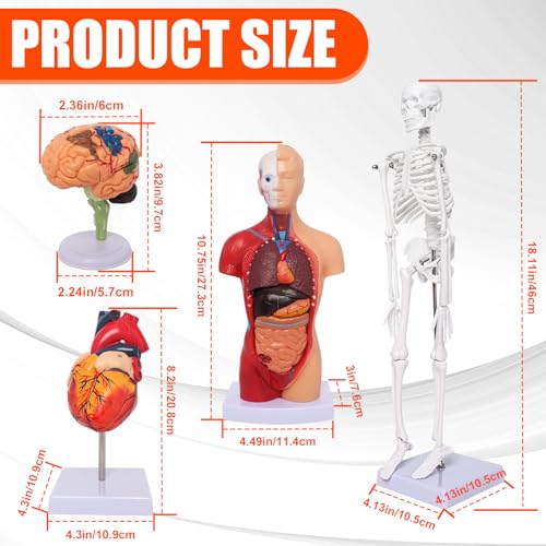 Human Anatomy Models Bundle Set, Brain, Human Torso Body, Heart & Skeleton