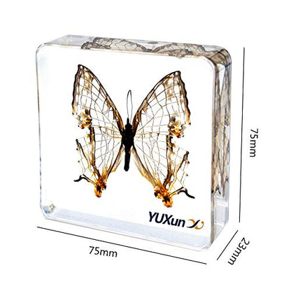 Real Insect Butterfly Specimen Paperweight Animal Taxidermy Collection Display Sciecne Classroom Specimen for Science Education (Butterfly 5) - color: Butterfly 5