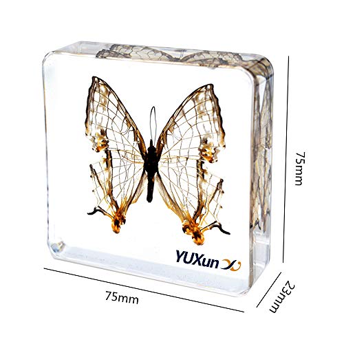Real Insect Butterfly Specimen Paperweight Animal Taxidermy Collection Display Sciecne Classroom Specimen for Science Education (Butterfly 5) - color: Butterfly 5