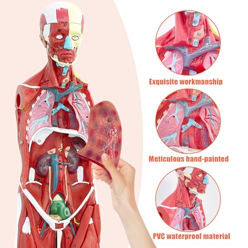 SFXYJ Human Anatomy Muscle Model, 27 Part 1/2 Life Size 33” Human Body Muscular System Model with Removable and Muscle Anatomy Includes Detailed Color Product Manual for Medical Educational Training