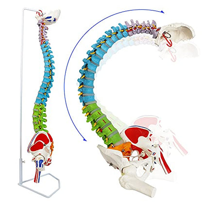 NEW HORIZON Scientific 34" Life Size Spinal Cord Model With Vertebrae, Nerves, Arteries, Lumbar Column, and Male Pelvis - Includes Stand (Good After-Sales)