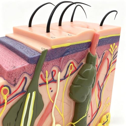 50X TDOU 35/50/70 Times Human Big Anatomical Skin Magnified Tissue Structure Model with Hair 35X/50X/70X Enlarged for Biology Minimally Invasive Cosmetic Surgery Teaching Models(50X)
