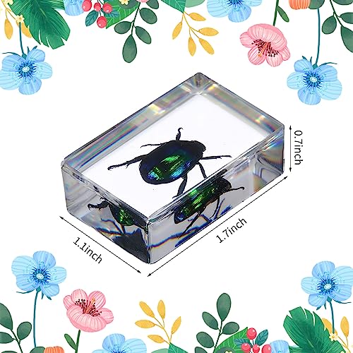 12 Pcs Insect in Resin Specimen Butterfly Bugs Collection Paperweights，12 Styles Real Bug Specimen Bug Kit Preserved in Resin for Scientific Educational Display Supplies (Insect)