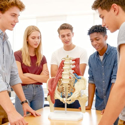 Lumbar Spine Model with Nerves, Female Pelvis Model Anatomy 1:1 Life Size Nerves Hip Joint Muscle Model Removable Movable Femur Heads Product Manual Card for Medical Education Study