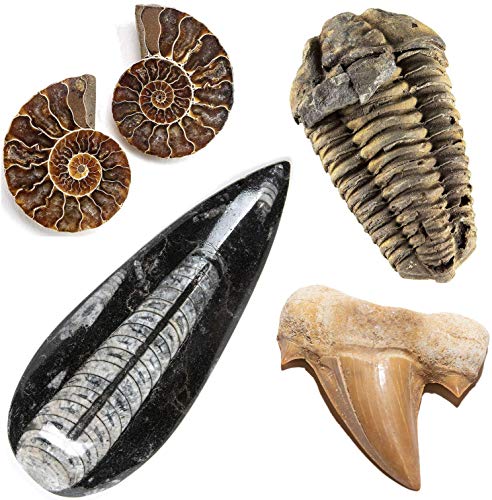 KALIFANO Fossil Collection Kit - Includes a Shark Tooth Fossil, Ammonite Shell Pair, Trilobite, and Orthoceras with Information Cards (Family Owned/Operated)