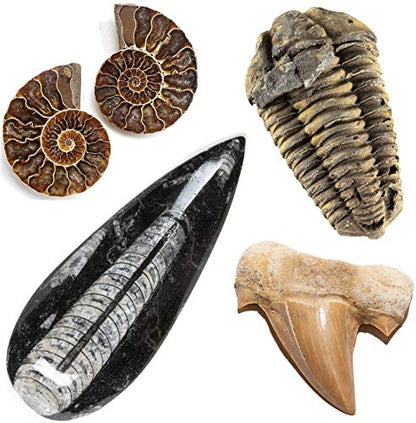 KALIFANO Fossil Collection Kit - Includes a Shark Tooth Fossil, Ammonite Shell Pair, Trilobite, and Orthoceras with Information Cards (Family Owned/Operated)