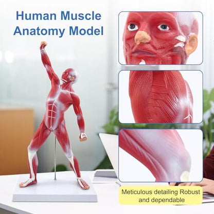 qzzXoq Human Muscle Anatomy Model, 20in Mini Muscular Anatomical Model Full Color Body Muscles System Models Human Anatomy Figure for Medical Education and Training