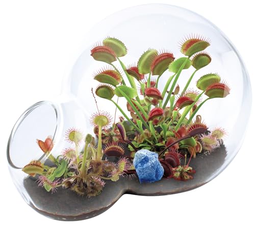 Grow Your Own Venus Fly Trap, Kids Garden Glass Terrarium Starting Kit to Sprout Flytrap and Sundew Plants, Includes Seed and Complete Terrarium Supplies for The Plant to Thrive - style: Carnivorous Growarium