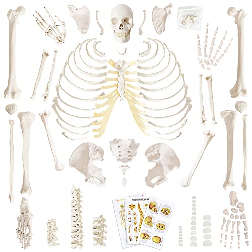 Merinden Human Skeleton Model For Anatomy 67 inch High, Full Size Skeleton Models with 3 Poster, Skull, Spine, Bones, Articulated Hand & Foot, for Anatomy Medical Learning
