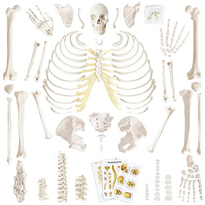 Merinden Human Skeleton Model For Anatomy 67 inch High, Full Size Skeleton Models with 3 Poster, Skull, Spine, Bones, Articulated Hand & Foot, for Anatomy Medical Learning