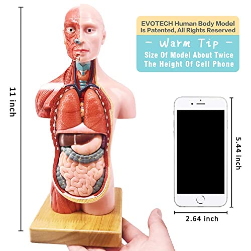 Human Body, Skeleton, Heart, Half Size Skull with Brain Models