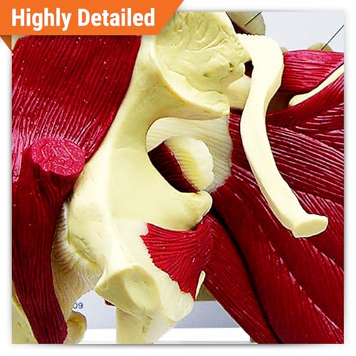 GPI Anatomicals Mini-Muscled Joint Model Set, Shoulder, Knee, & Elbow Joint - style: Mini-Muscled Joint Set