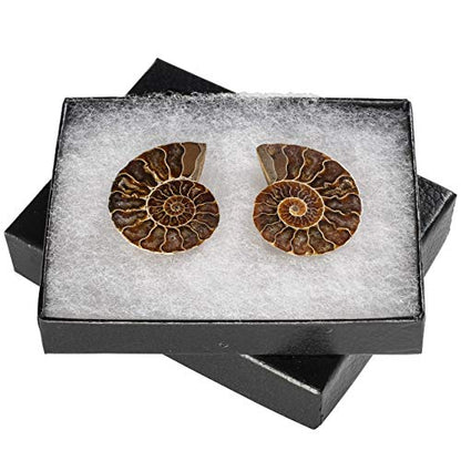 KALIFANO Fossil Collection Kit - Includes a Shark Tooth Fossil, Ammonite Shell Pair, Trilobite, and Orthoceras with Information Cards (Family Owned/Operated)