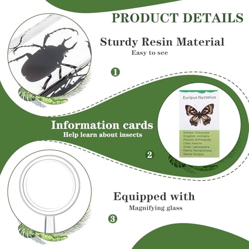 Briwooody 12 Pcs Insect in Resin Specimen, Bugs Collection, Butterfly - style: Butterfly