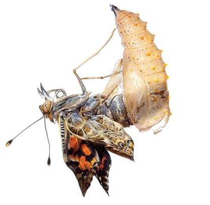 Insect Lore Two Cups of Live Caterpillars | Painted Lady Butterflies | Includes 2 Chrysalis Holding Logs | 10 Live Baby Caterpillars | Refill for Habitats and Kits