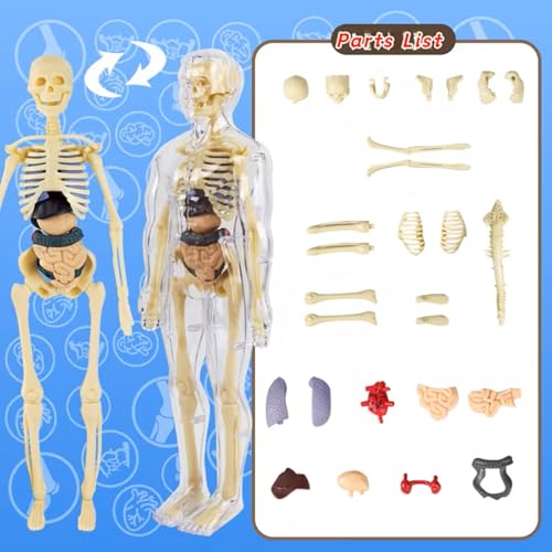 Human Anatomy Model Set Educational STEM Kit Teaching Skeleton Model Kit with Removable Organs Learning Tool for Science Classroom Demonstrations and Displays (Full Transparent) - color: Full Transparent