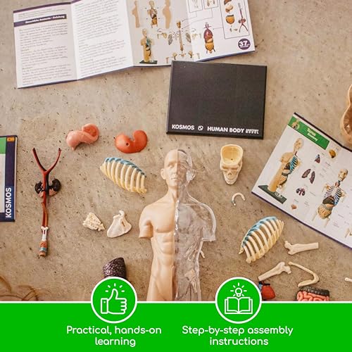 Thames & Kosmos 260830 Human Body Anatomy Model Toy, Multi