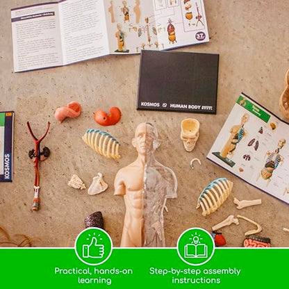 Thames & Kosmos 260830 Human Body Anatomy Model Toy, Multi