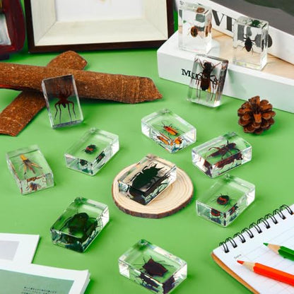 12 Pcs Insect Specimens for Kids Bug Collection Kit, Insect - style: Insect