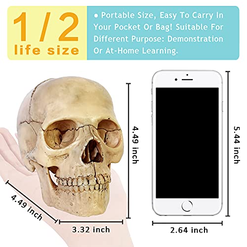 2026 New 15 Parts Palm-Sized Human Skull Model, Anatomy Exploded Skull