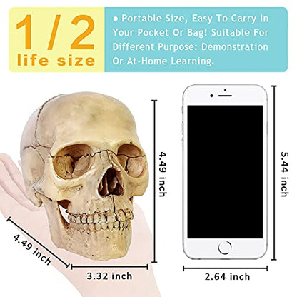 2026 New 15 Parts Palm-Sized Human Skull Model, Anatomy Exploded Skull