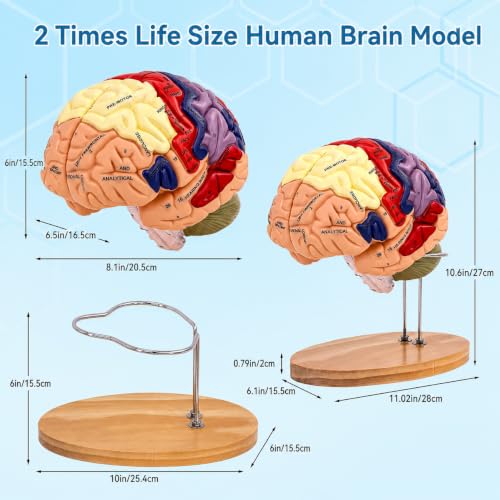 DSFGFRR Human Brain Model 2X Life‑Size, Brain Anatomy Model for Neuroscience, 4‑Part Detachable 3D Brain Model with Laser‑Engraved Labels and Stand for Psychology Neuroscience Learning