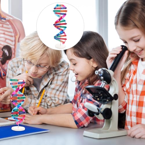 NUOBESTY DNA Model Kit Double Helix Structure Model, 13 in Assembling Biology Teaching Aid with Stand, Color-Coded Base-Pairing A-T G-C, STEM Classroom Science Fair Display for Ages 12+ (Pack of 2) - size: 37.00X11.60X11.60CM (Pack of 2)
