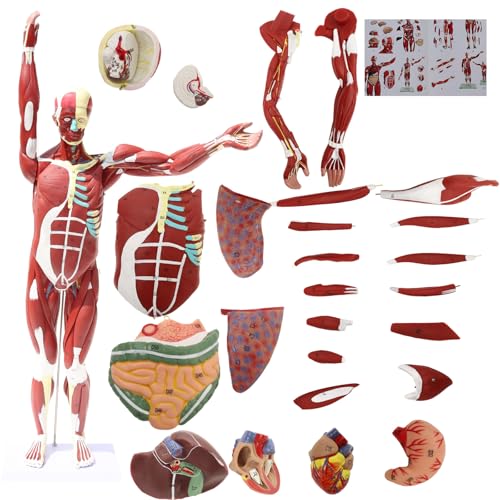 Anatomical Human Muscular Figure Model with 347 Number with 27 Removable Parts Muscle Organ Model Training Manikin Model for Teaching 33.5'' Tall,1/2 lifesize