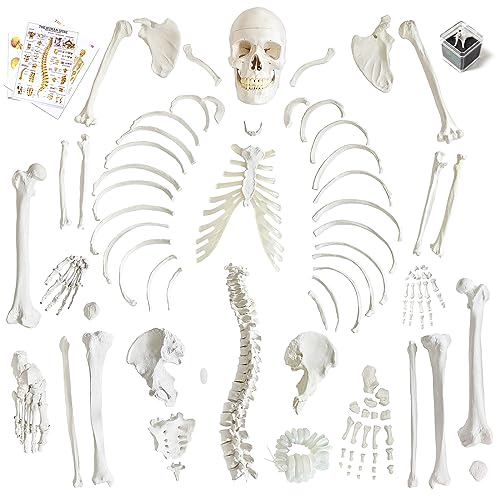 Human Model of Skeleton for Anatomy 67“ High with 200+ Bones Structures,Scientific Disarticulated Human Model of Skeleton Bundle for Anatomy, Bones, Articulated Hand & Foot
