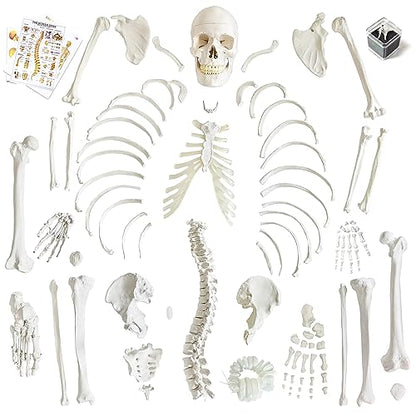 Human Model of Skeleton for Anatomy 67“ High with 200+ Bones Structures,Scientific Disarticulated Human Model of Skeleton Bundle for Anatomy, Bones, Articulated Hand & Foot