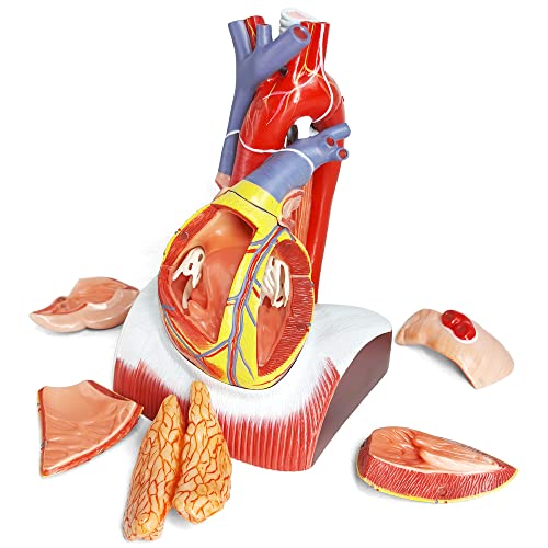 EVOTECH SCIENTIFIC Deluxe Human Heart Model with Thymus Gland & Diaphram Base, 10 Parts 1.5X Life Size Large Anatomical Heart Model for Classroom and Cardiology Study