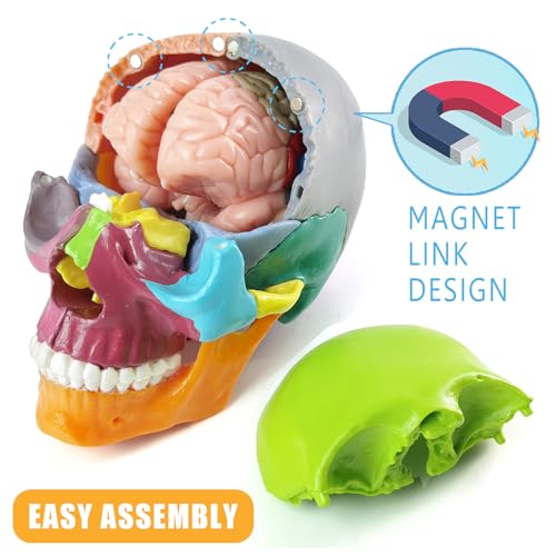 Anatomy Skull Model 15+5 Parts Human Color Exploded Skull Detachable
