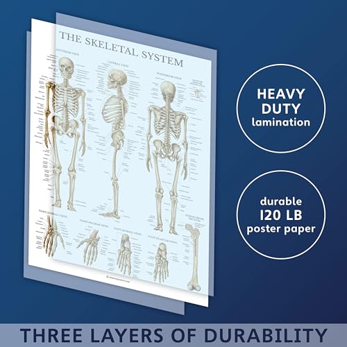 Palace Learning Muscular & Skeletal System Anatomical Poster Set - LAMINATED 2 Chart Set - Human Skeleton & Muscle Anatomy - (18" x 24") - color: LAMINATED, size: 18" x 24"