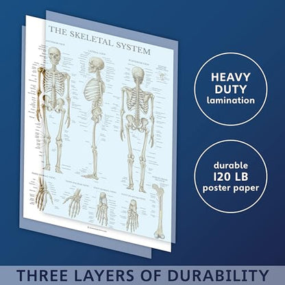 Palace Learning Muscular & Skeletal System Anatomical Poster Set - LAMINATED 2 Chart Set - Human Skeleton & Muscle Anatomy - (18" x 24") - color: LAMINATED, size: 18" x 24"