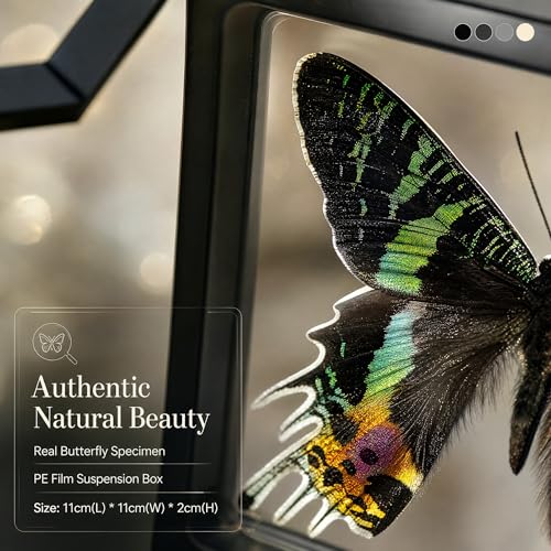 1pc Authentic Butterfly Specimen PE Film Suspension Box Unique Birthday Gift for Biology Enthusiasts Classroom Teaching Aid (Madagascan Sunset Moth) - color: Madagascan Sunset Moth